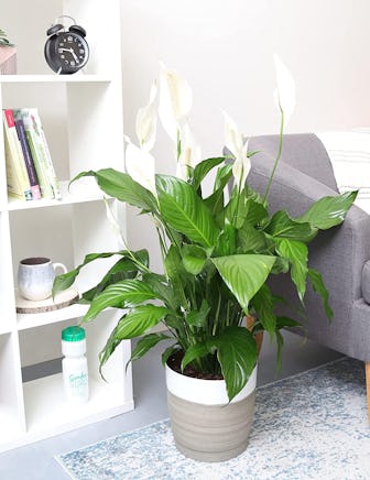 Costa Farms Peace lily, Spathiphyllum