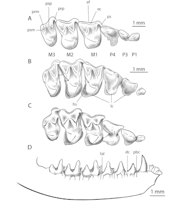 These “Gorgeous” Skeletons Reveal a New Species of Ancient Bat