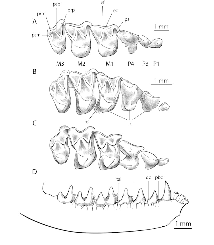 Diagrams of bat teeth