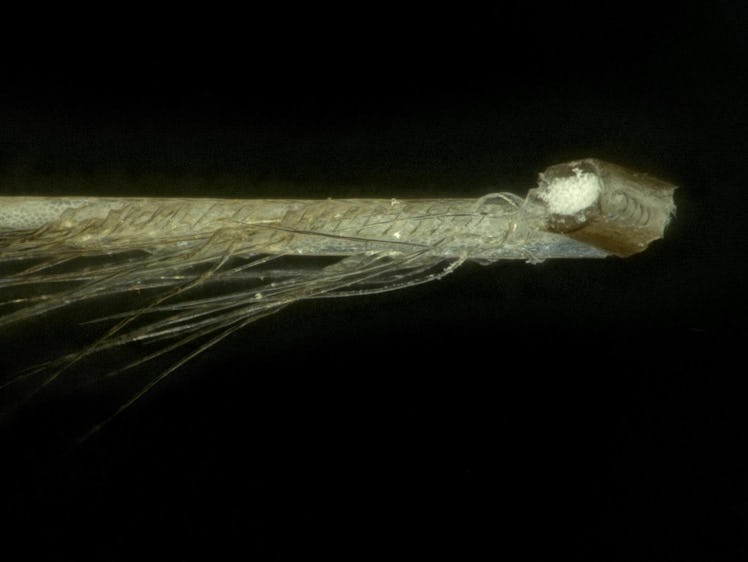 An image of a barb from a Namaqua sandgrouse feather.