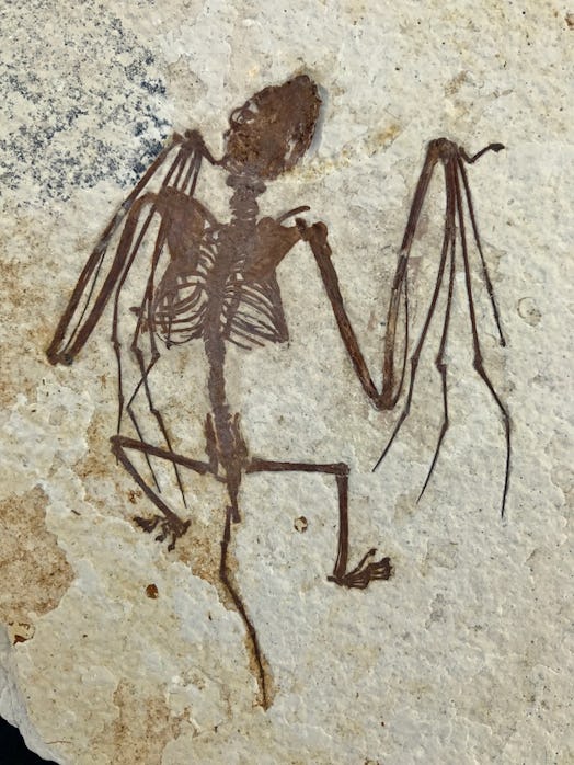 Bat fossil embedded in stone