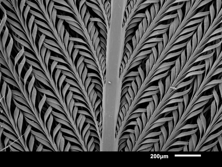 A magnified image of a Namaqua sandgrouse feather.