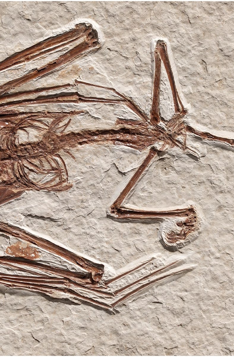 A bat skeleton etched into brown stone.
