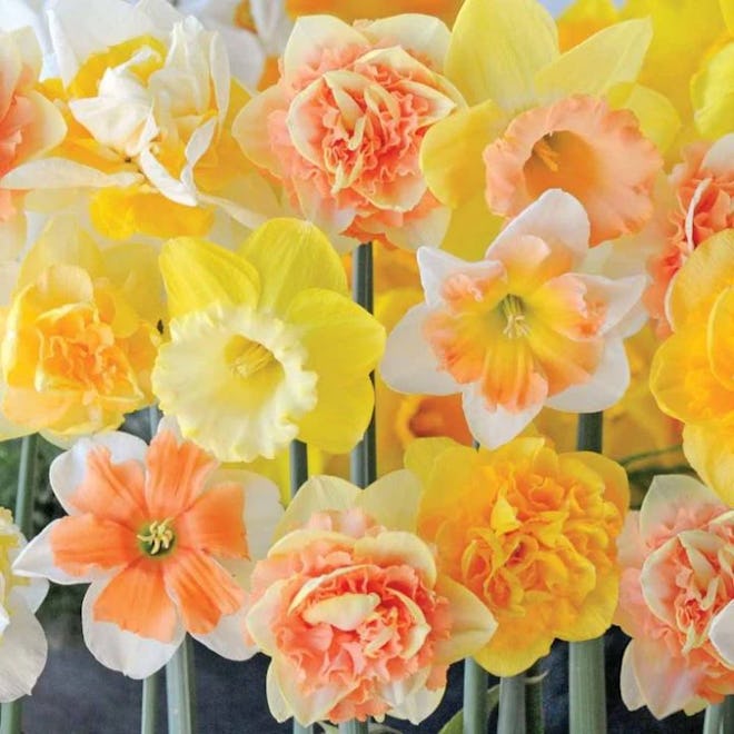 Mother's Day gift ideas for mother-in-law: daffodil bulbs