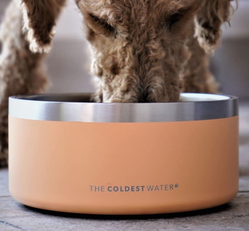 The Coldest Dog Bowl