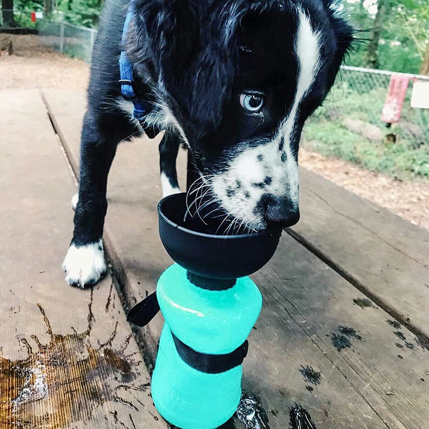 lesotc Dog Water Bottle