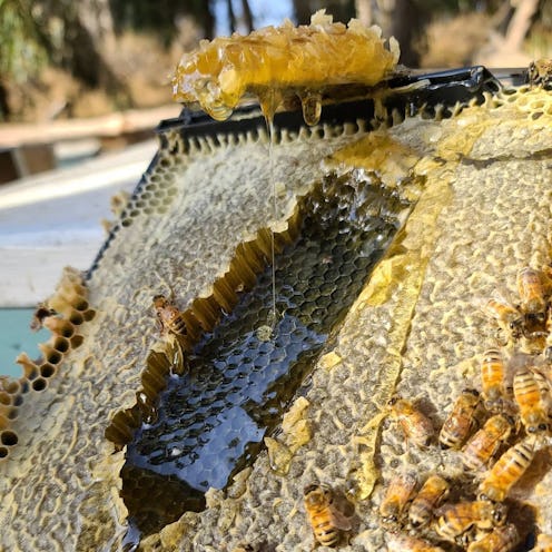 The skin benefits of bee byproducts