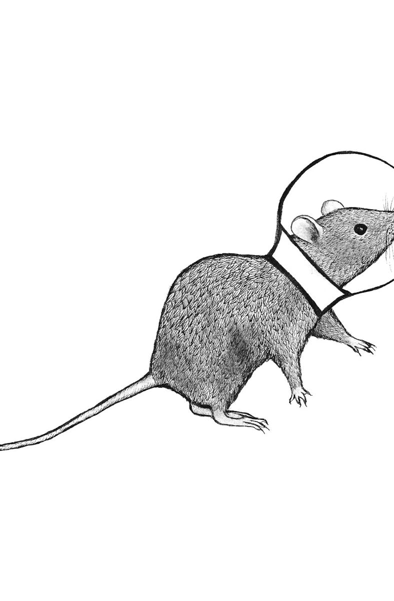 An illustration of a rodent wearing a space helmet