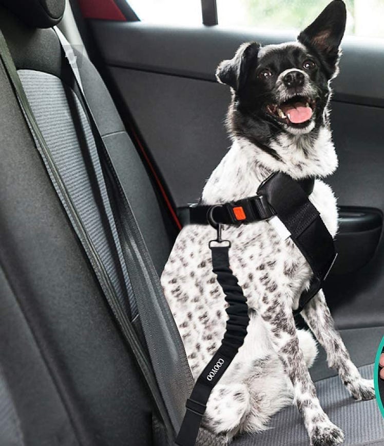 COOYOO Dog Seat Belt (3-Piece)