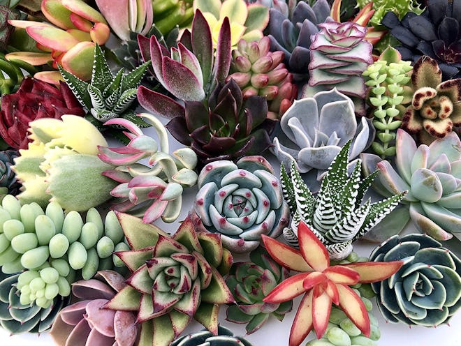 Assorted Live Succulent Cuttings (Set of 10)
