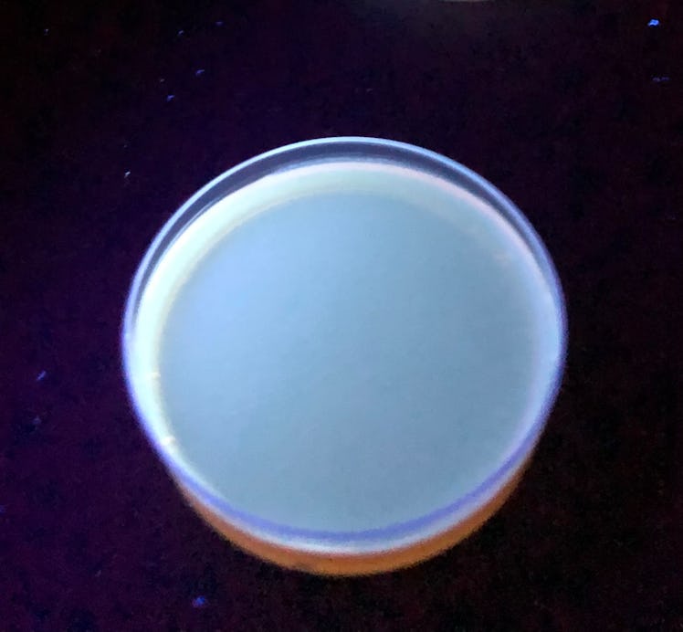 blue material inside a petri dish