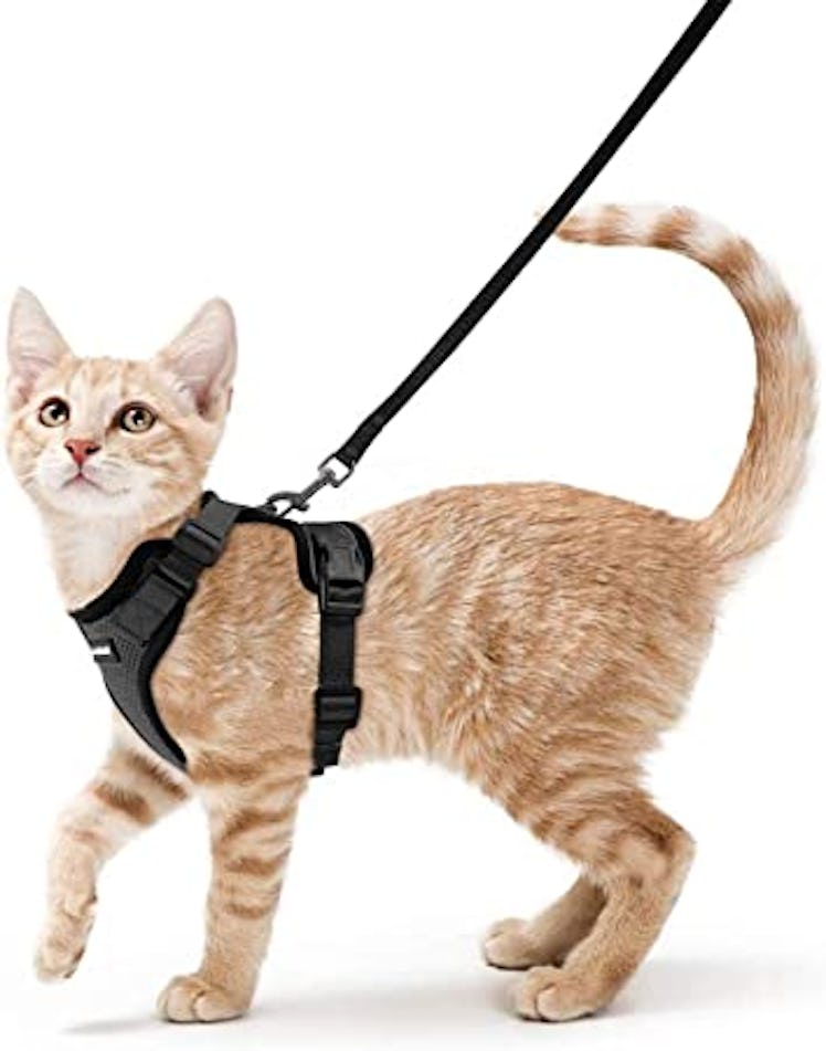 rabbitgoo Cat Harness and Leash