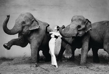 Richard Avedon, "Dovima with elephants." Evening dress by Dior, Cirque d’Hiver, Paris, August 1955.