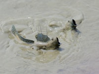 Two mudskippers in the water with their mouths pointed upward