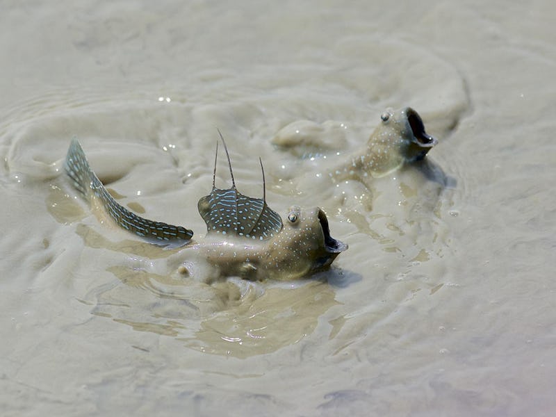 Two mudskippers in the water with their mouths pointed upward