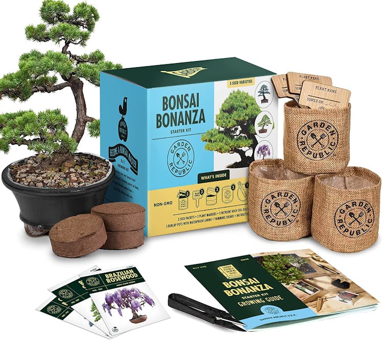 GARDEN REPUBLIC Bonsai Tree Kit