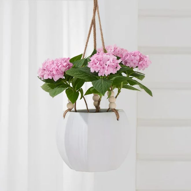 8" Mylia Ceramic Hanging Planter