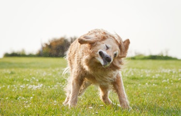 Dog shaking in a field of grass