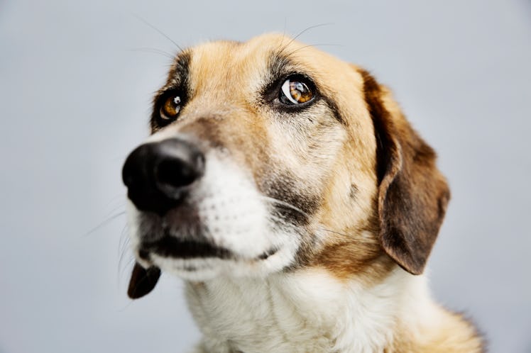 Woeful dog looking with wide eyes