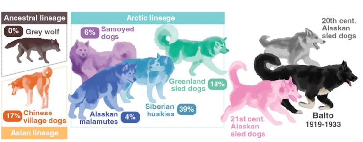 The illustrated ancestral lineage of sled dogs. On the left, a brown grey wolf and orange Chinese vi...