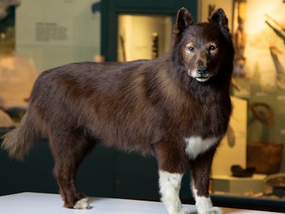 Taxidermied Balto, a Siberian husky with a brown coat, white chest and white feet.