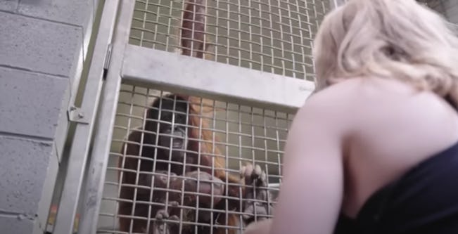 A zookeeper taught an orangutan mom how to nurse.