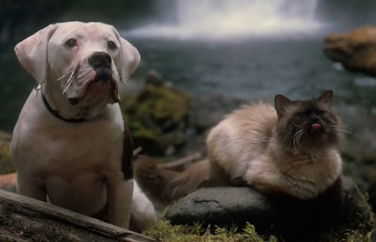 Chance and Sassy from 'Homeward Bound'