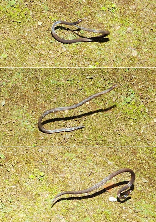 Photos of the Dwarf Reed Snake cartwheeling