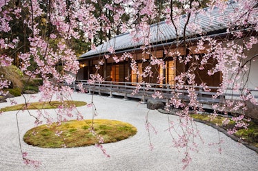 cherry blossom season in portland