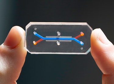 An image of an organ-on-a-chip from the Wyss Institute.