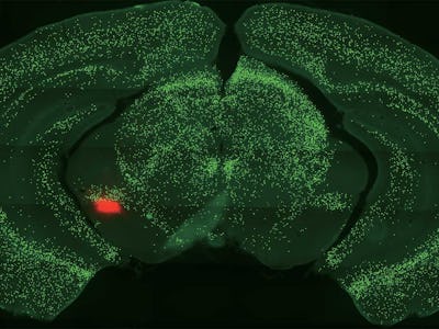 A scan of a mouse's brain in green and a red dot representing the amygdala