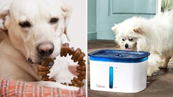 If You Have A Dog, You're Wasting Money If You Haven't Tried Any Of ...