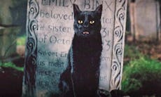 Binx from 'Hocus Pocus' is arguably one of the most recognizable movie cats.