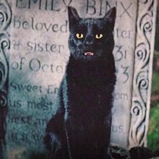 Binx from 'Hocus Pocus' is arguably one of the most recognizable movie cats.