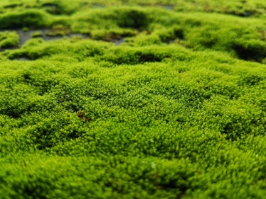 Moss covering the ground