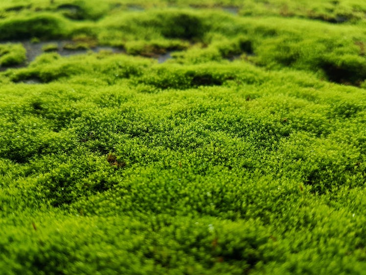 Moss covering the ground