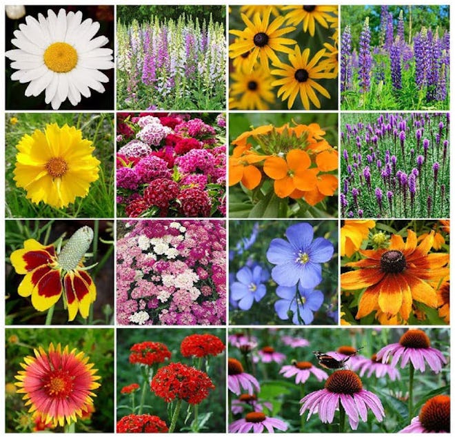 Eden Brothers All Perennial Wildflower Seed Mix
