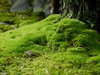 Moss covering soil at the base of a tree
