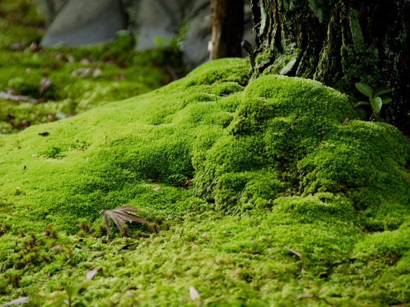 Moss covering soil at the base of a tree