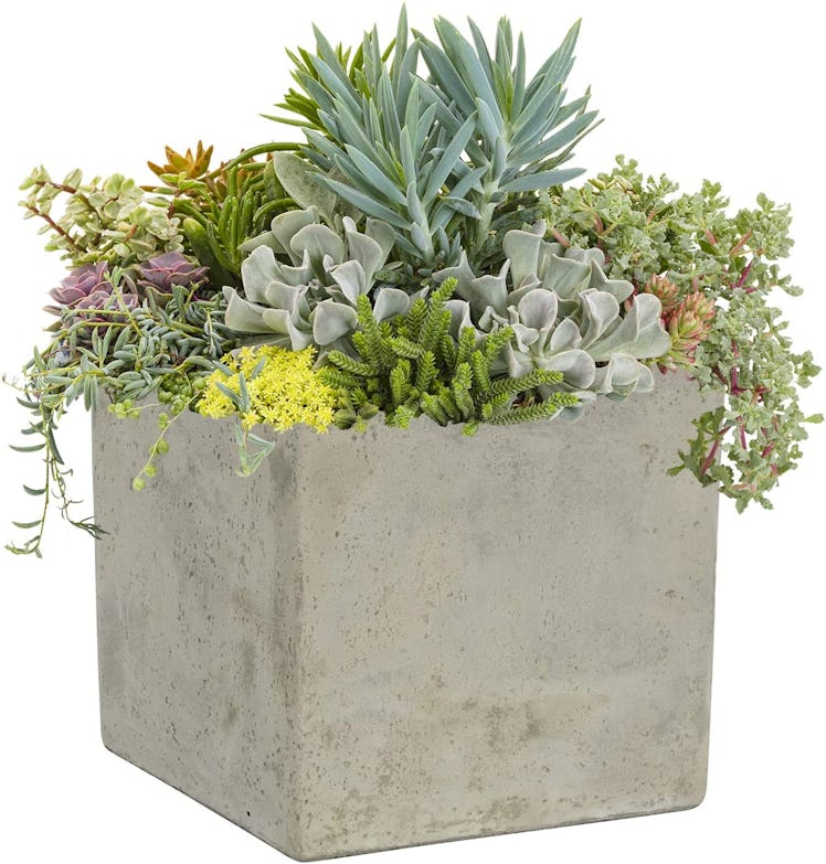 Classic Home & Garden Cement Square Planter