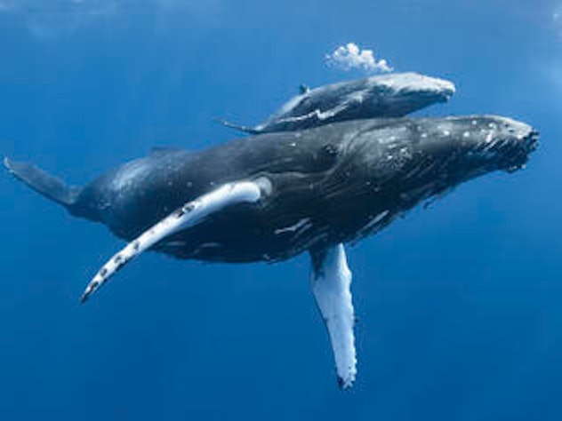 a mother and baby whale, in a list of ideas where to donate for Mother's Day 2023