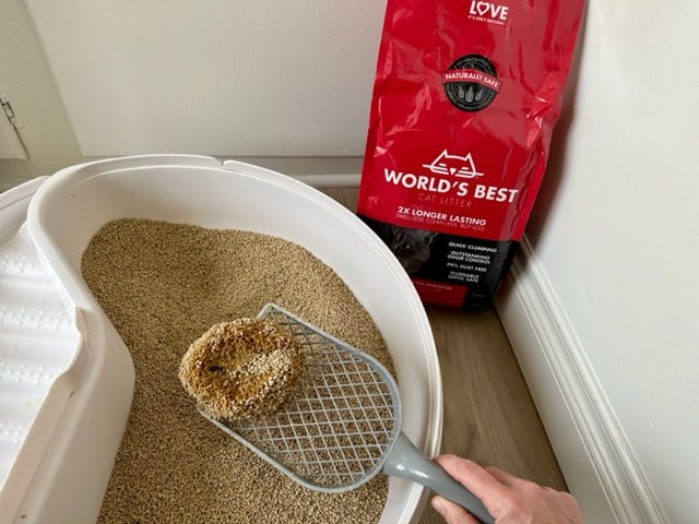 The Best Cat Litters For Odor Control 2023, Tested & Reviewed