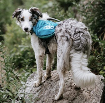 Outward Hound, Lightweight Dog Backpack