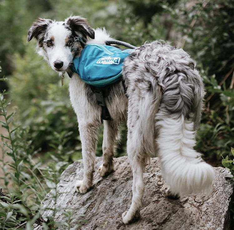 Outward Hound, Lightweight Dog Backpack