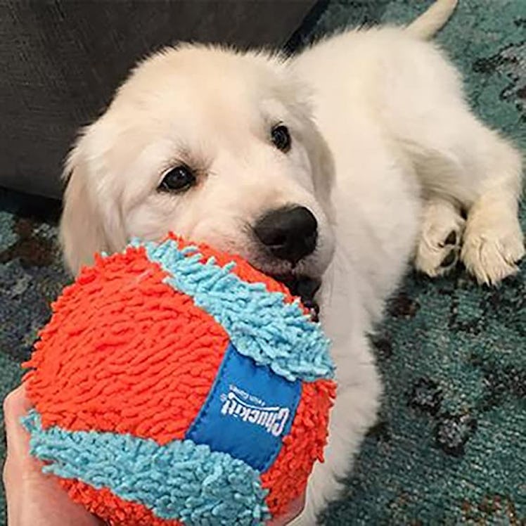 Chuckit! Indoor Soft Dog Toy Ball 