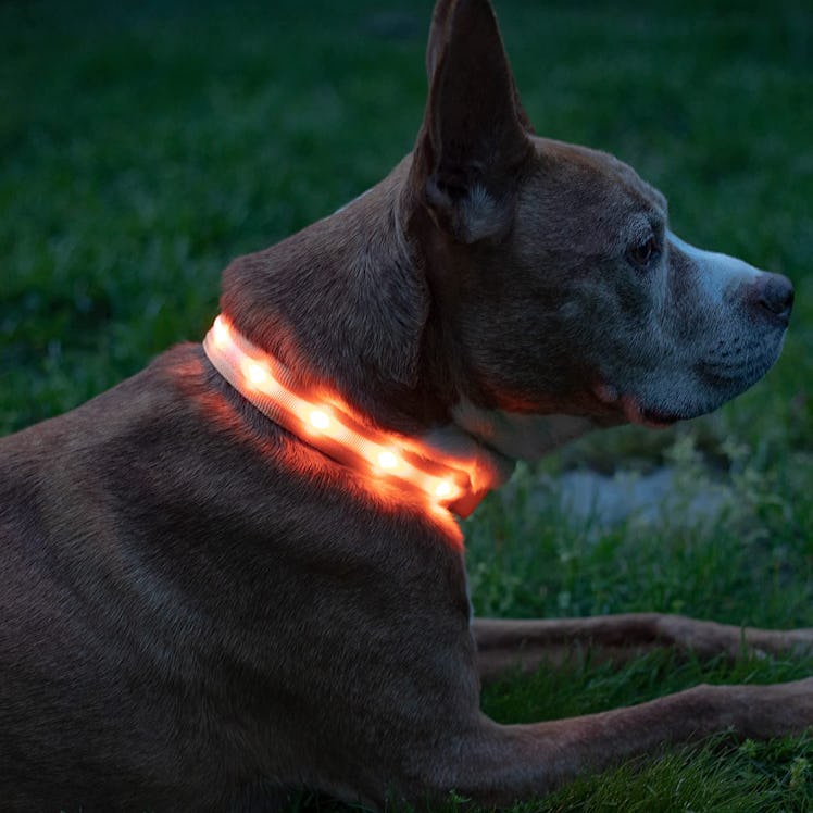 Blazin USB Rechargeable LED Light Up Dog Collar