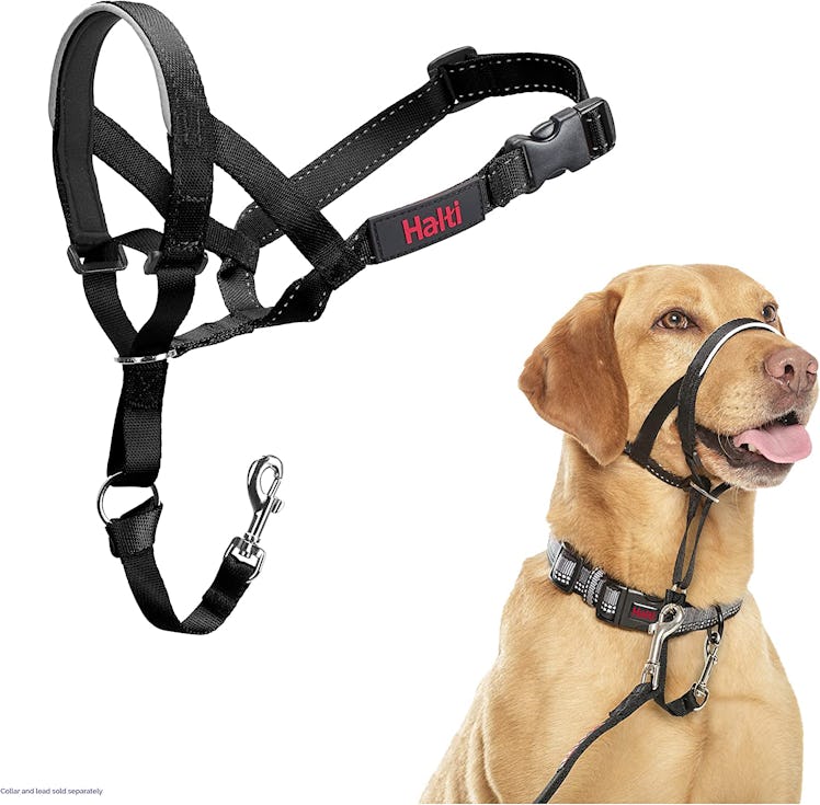 The Company of Animals HALTI Headcollar