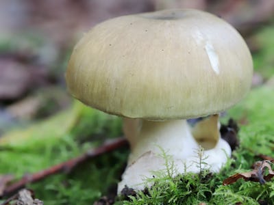 Death cap mushroom closeup