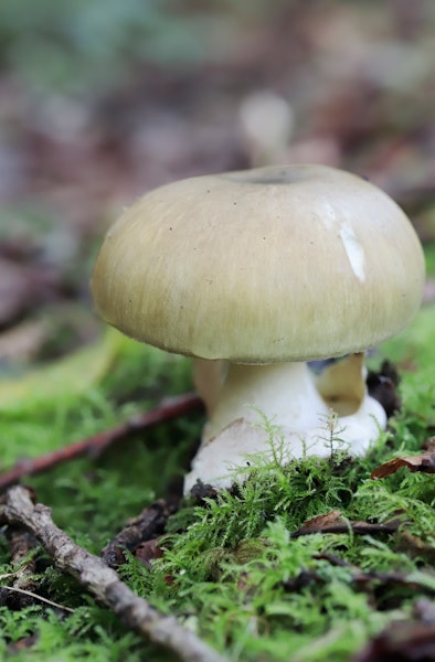 Death cap mushroom closeup