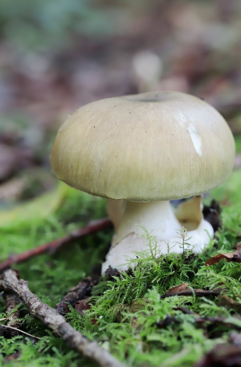 Death cap mushroom closeup